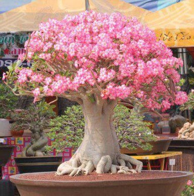 Pestovať Bonsaj nieje len tak / Agyness / SAShE.sk